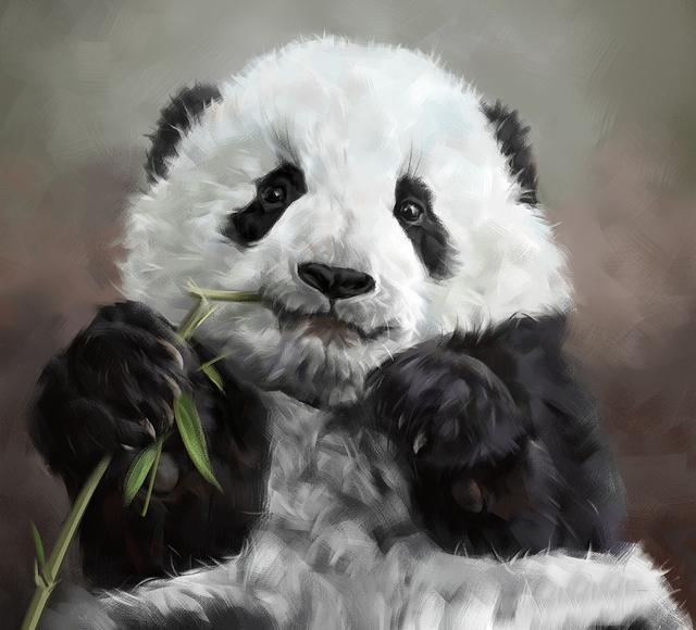 熊猫的特点和生活特征图片（熊猫的特点和生活特征作文）