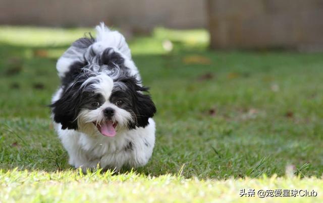 中国名犬排名犬排行榜前十名（世界名犬排名犬排行榜前十名）
