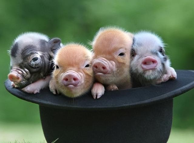 宠物猪多少钱一只粉色（宠物猪多少钱一只_）