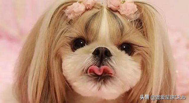 中国名犬排名犬排行榜前十名（世界名犬排名犬排行榜前十名）