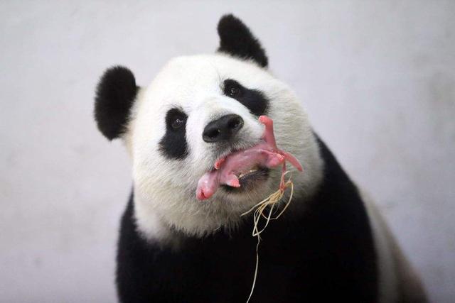 熊猫的特点和生活特征图片（熊猫的特点和生活特征作文）